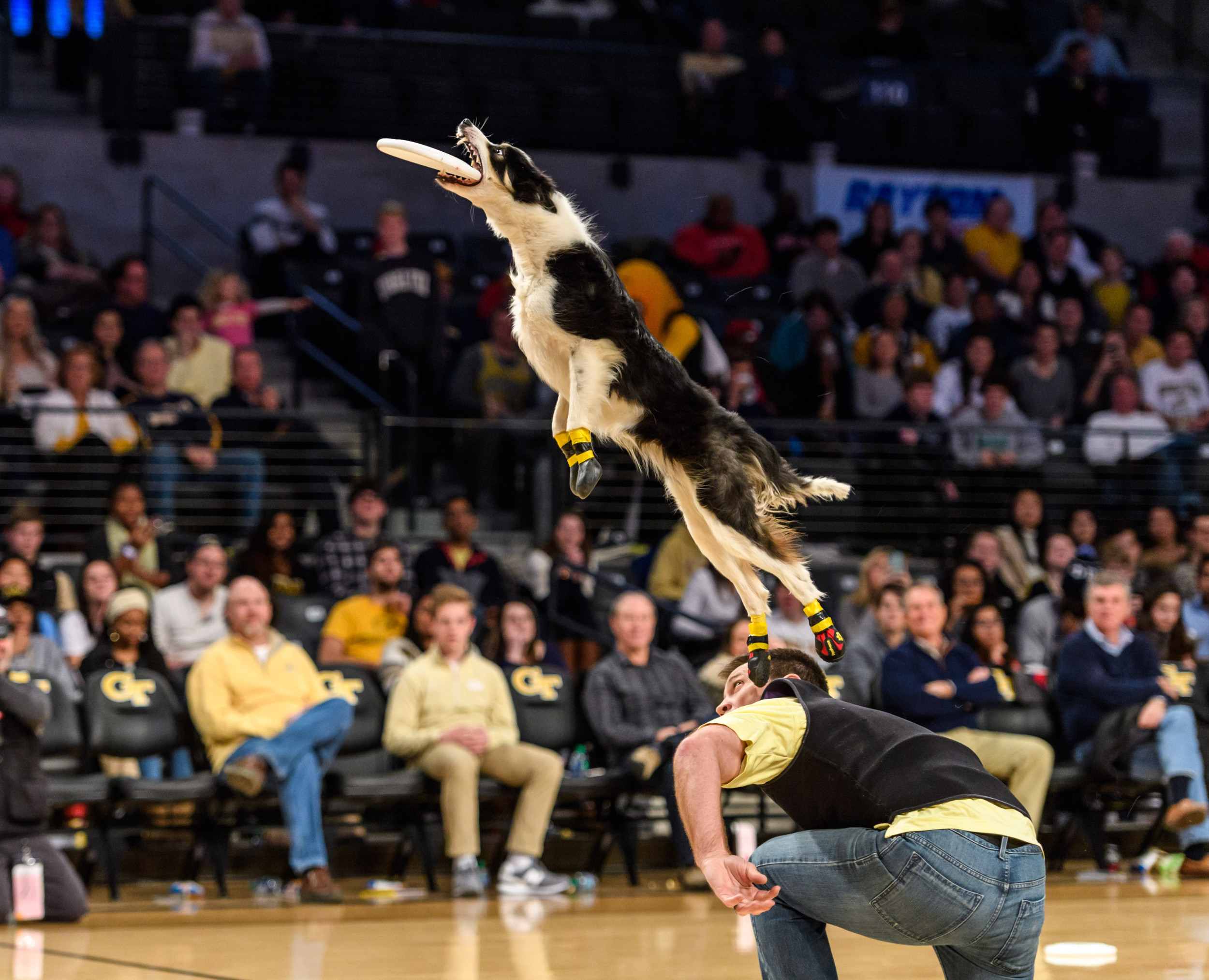 Frisbee Dogs