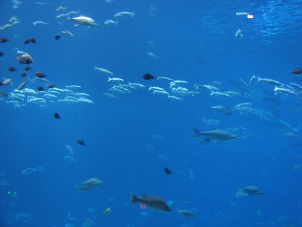 Yellow Jackets tour the Georgia Aquarium