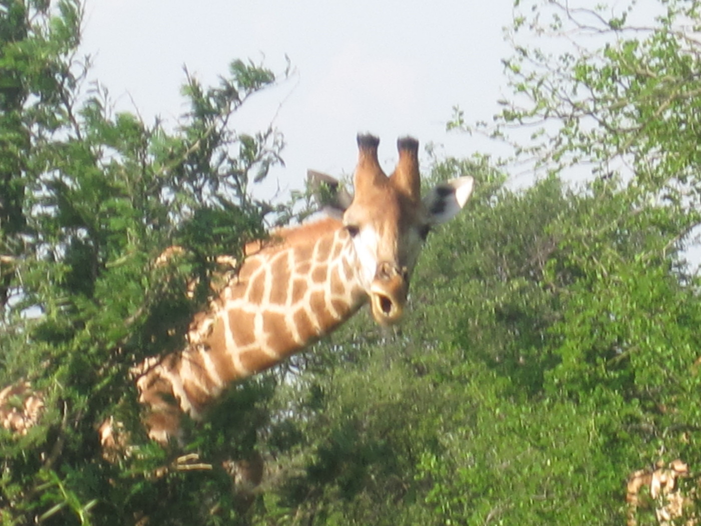 Jejane Nature Reserve, South Africa