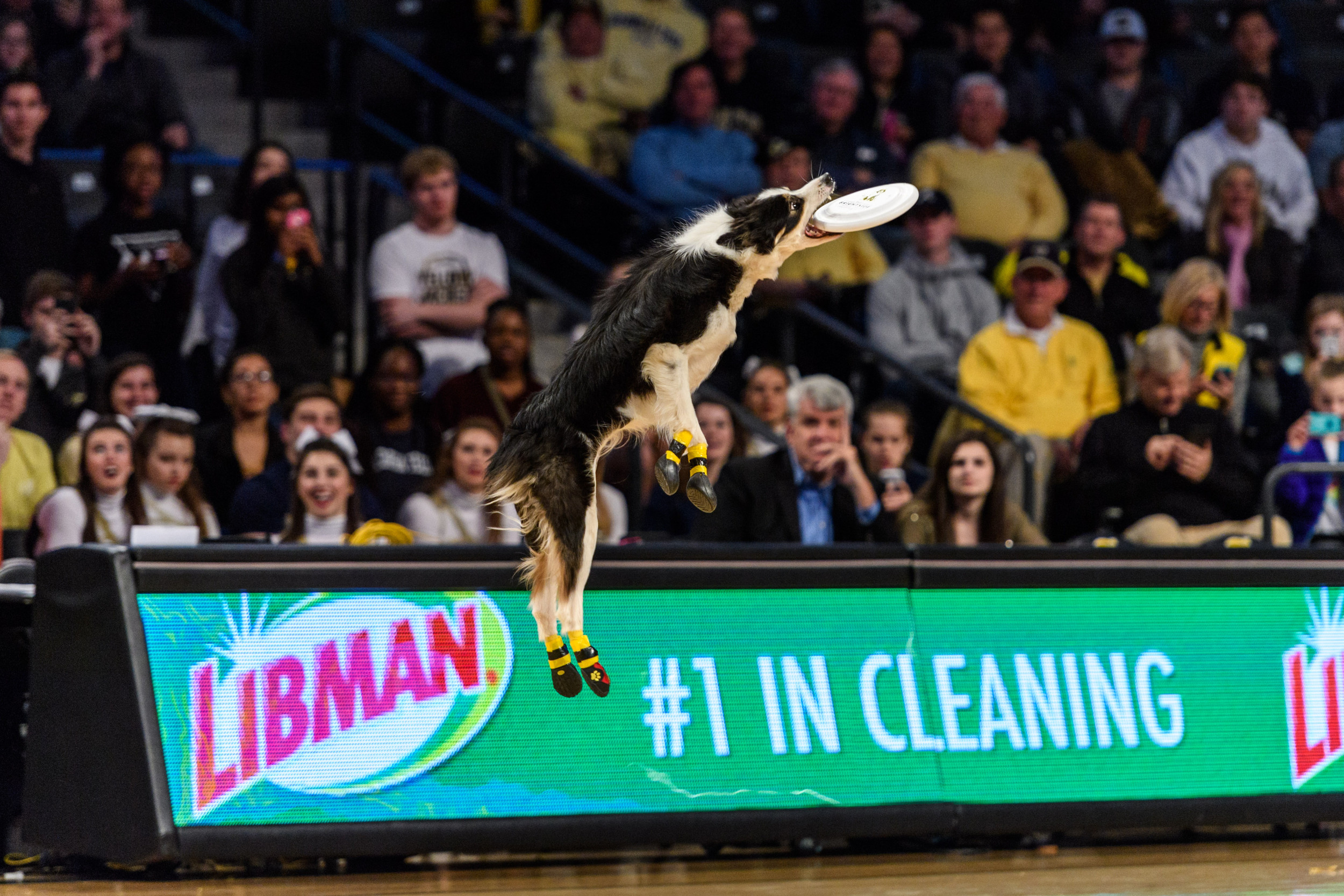 Frisbee Dogs