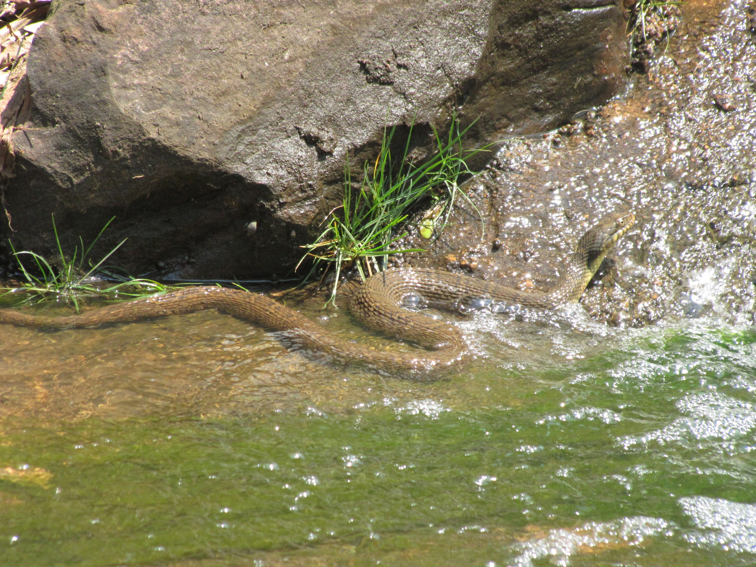 Snake in the creek by the 11th green during the quarterfinal match of the NCAA Championship, June 3, 2011