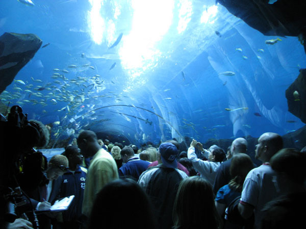 Yellow Jackets tour the Georgia Aquarium