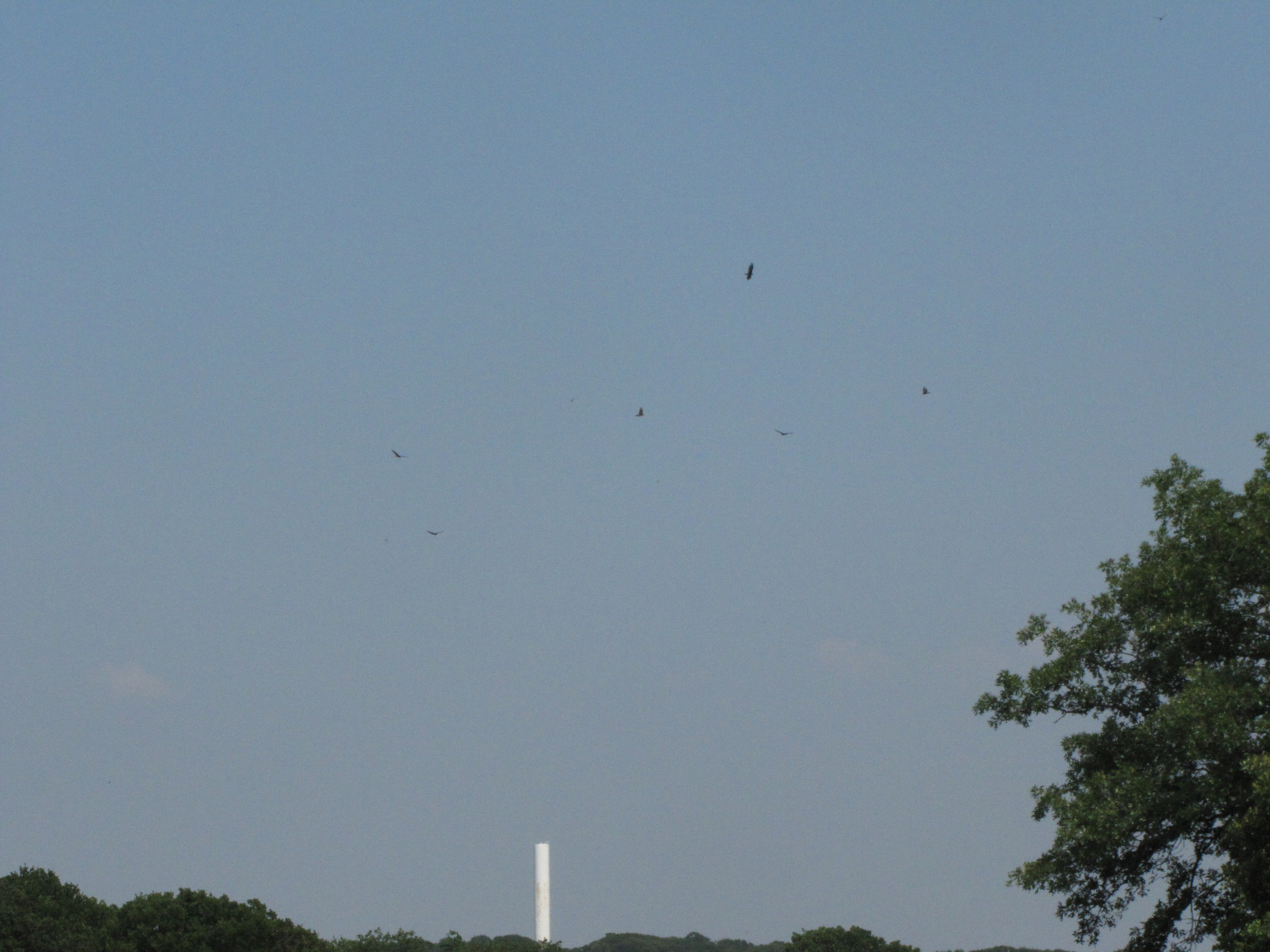 Hawks flying overhead late during Tech's quarterfinal match of the NCAA Championship, June 3, 2011