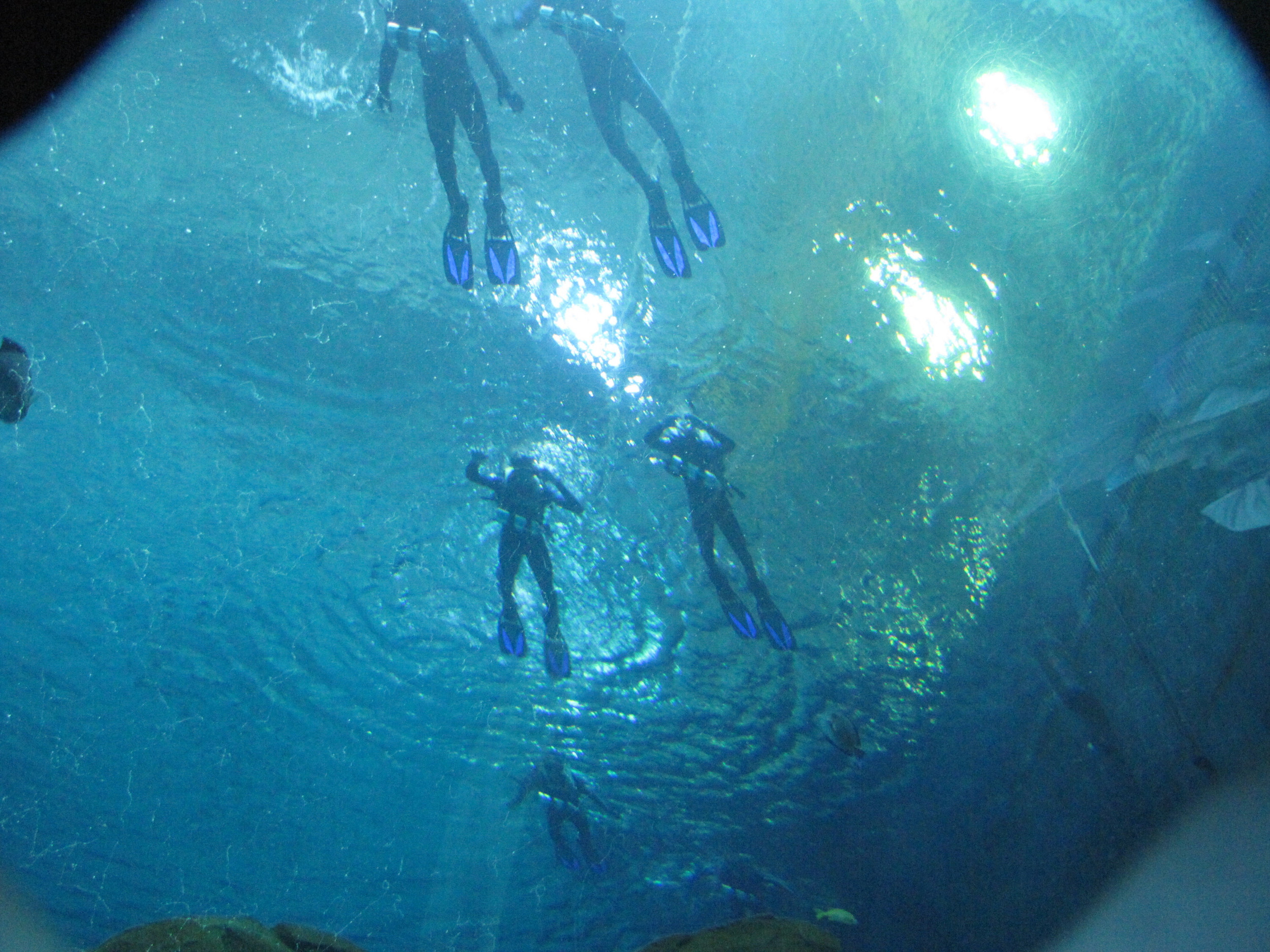 The Georgia Tech Men's Tennis team swims overhead