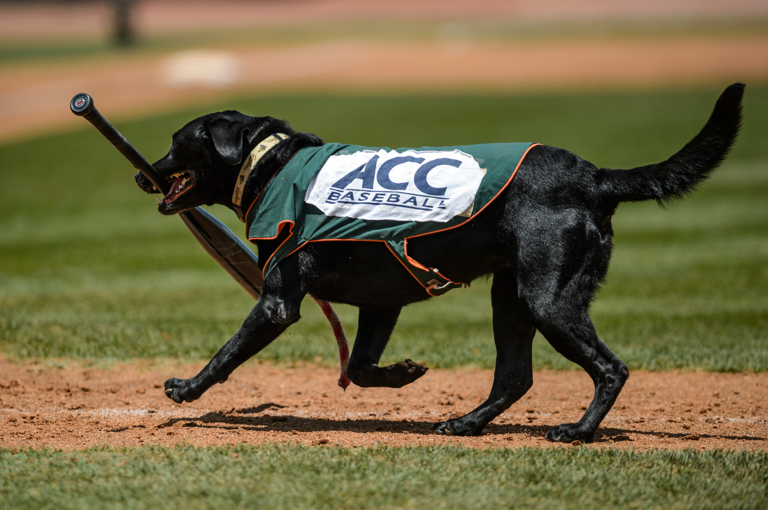 Ms. Babe Ruth retrieves the bats.