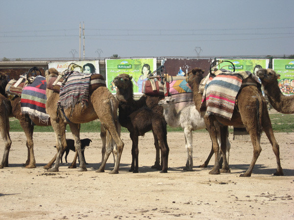 Our camels