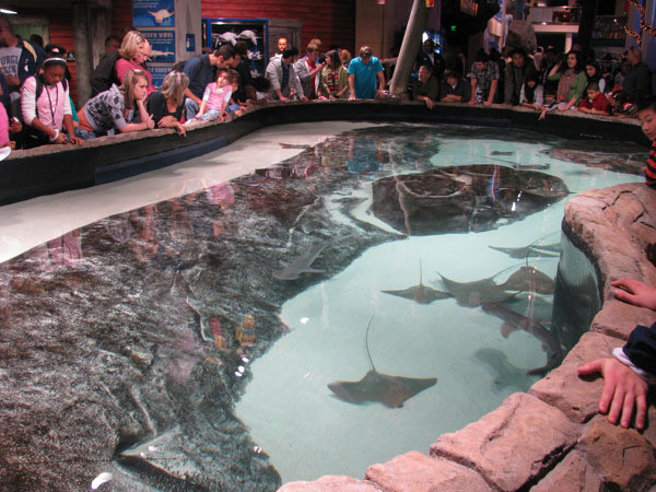 Yellow Jackets tour the Georgia Aquarium