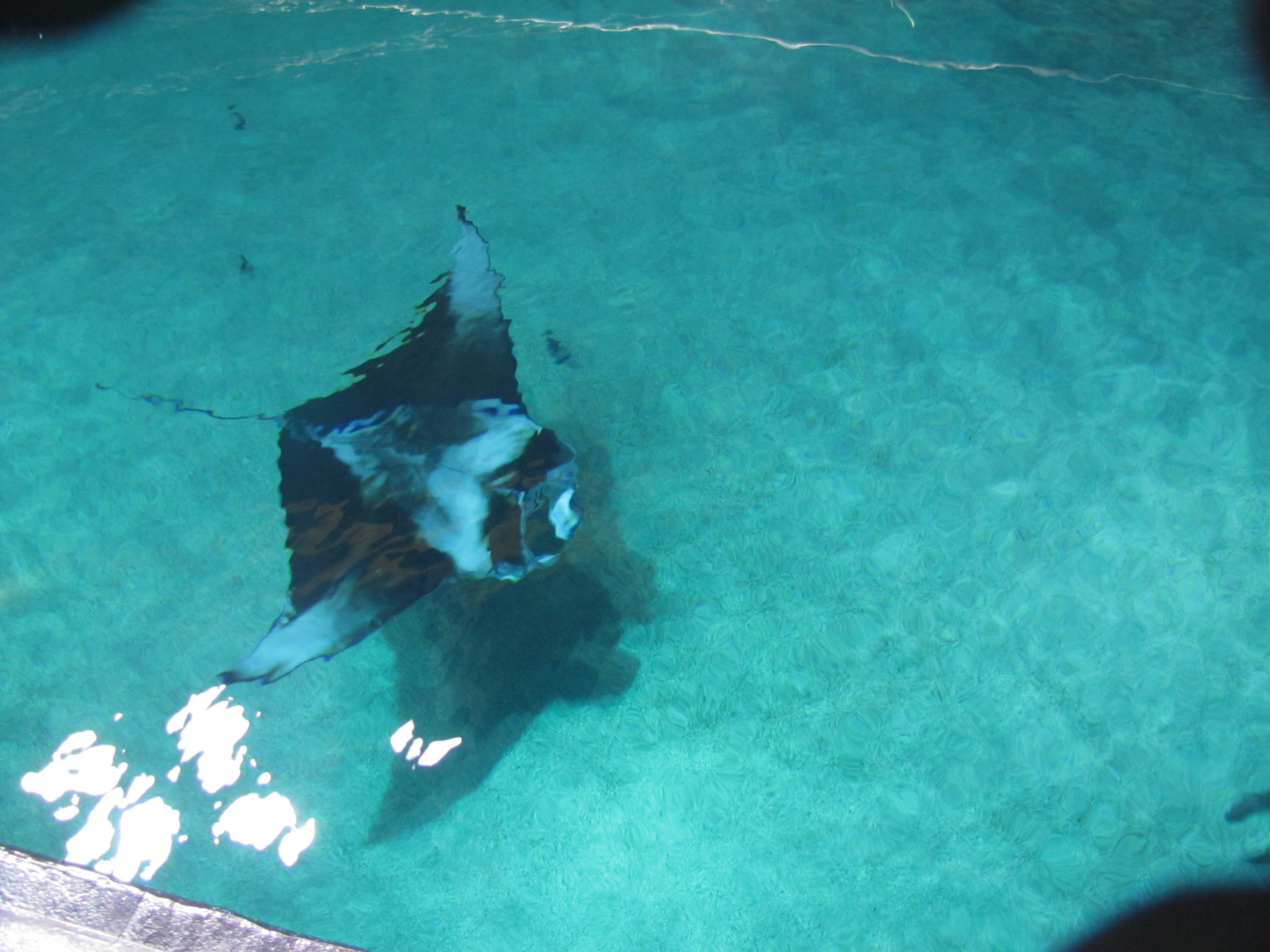 A ray